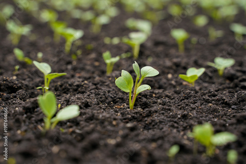 Early seedlings of young red radish in the soil. Selective focus. Young shoots in spring agro-industry.