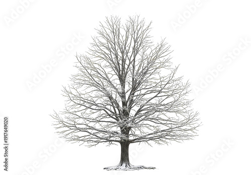 Snow-Covered Oak Tree Branches, Detailed Cut-Out on Transparent Background