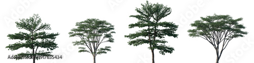 Foto Set of Bothrocaryum controversum and Albizia falcata frontal street trees isolat