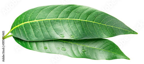 Fotografie Fresh green mango leaves are isolated on a white background