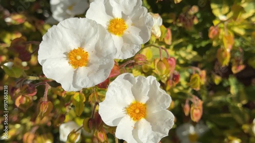 Close up of Cistus Gold Prize rock rose in flower with pink blooms and golden variegated foliage in England