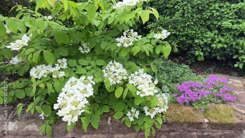 Viburnum plicatum Cascade shrub in full flower with white blooms in garden border in England