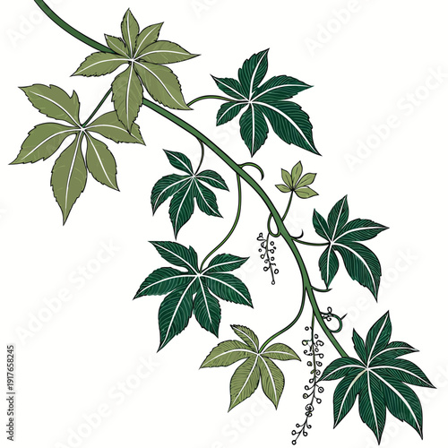 green leaves on white background(virginia creeper)