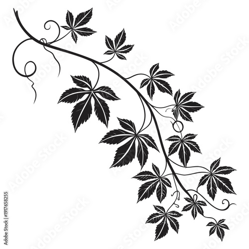 virginia creeper silhouette vectpor illustration 