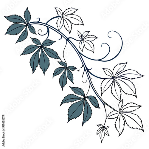 branch of virginia creeper