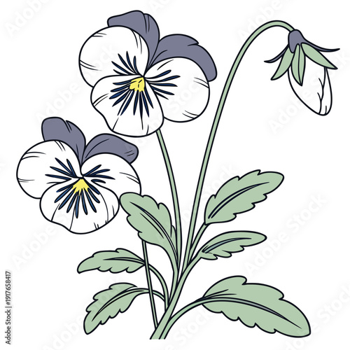 viola wittrockiana line art vector illusatrtion