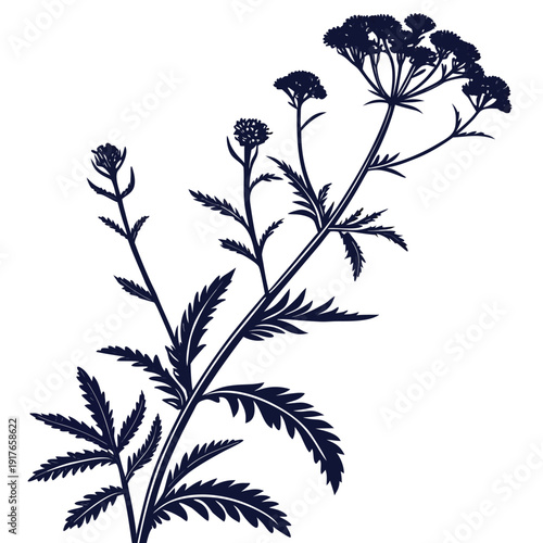 verbena  stricta silhouette flower vector isolated