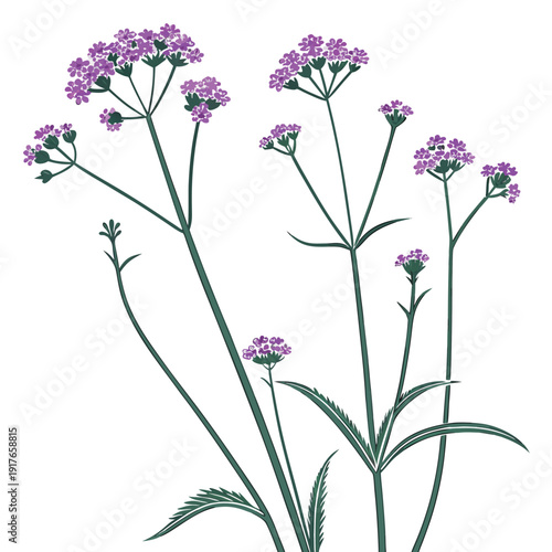 branch with verbena bonariensis flower