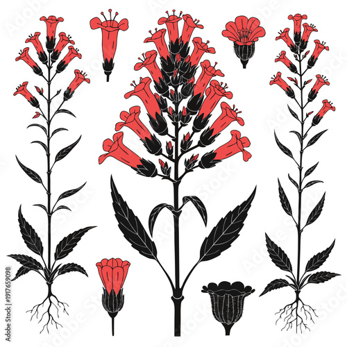  verbena hastata on white background