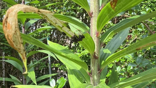 Scarlet lily beetle larvae with fecal covering on lily leaf underside causing plant damage in garden in England.