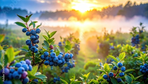 Wallpaper Mural A photorealistic DSLR style view of organic blueberry bushes laden with ripening fruit in the soft diffused light of a misty morning, captured for FlyPro Firefly. Torontodigital.ca