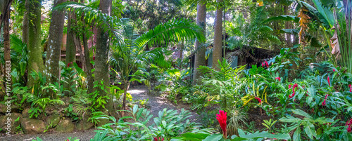 Lush tropical rainforests in the highlands of the paradise island of Saint Lucia, Eastern Caribbean