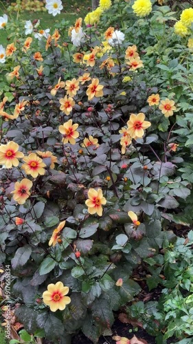 Single dahlia Moonfire with dark bronze foliage, England