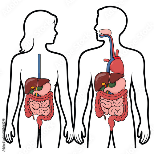 Diagram illustrating human digestive and circulatory systems side by side