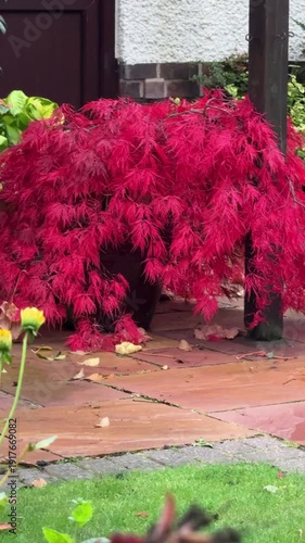 Crimson Queen Japanese acer maple in patio container with red autumn foliage and weeping form in garden in England