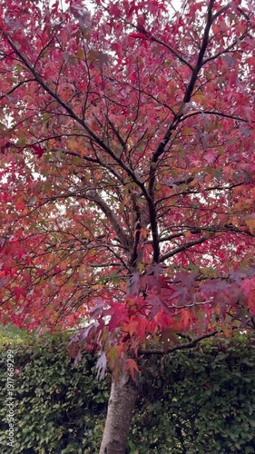 American sweetgum cultivar Worplesdon with vibrant red purple Autumn leaves in garden in England