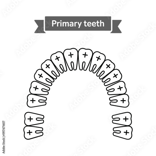 Illustration of human primary teeth showing a full dental arch diagram
