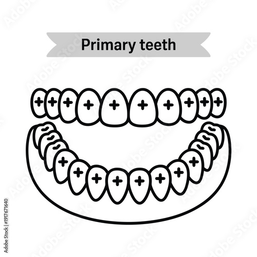Illustration depicting a set of primary human teeth upper and lower arcs