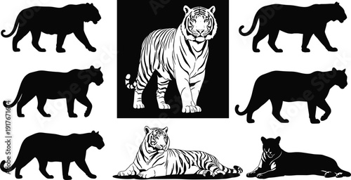 Vector Silhouette Collection of Royal Bengal Tiger and Predator Cat in Various Poses Including Walking and Lying Isolated on White Background for Wildlife Nature Desig