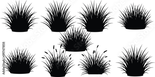 Vector Silhouette Collection of Various Grass Tufts and Reed Plants Isolated on White Background for Nature Landscape Garden Design and Outdoor Environment Graphic Projects
