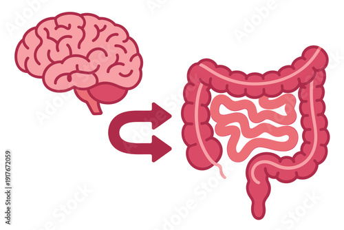Gut brain connection illustrated with human brain and intestines showing bidirectional communication