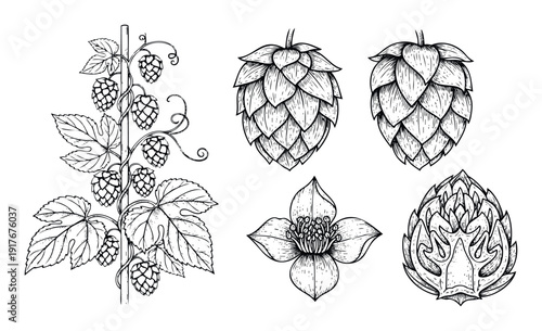 Detailed line drawing collection of hop vines cones and botanical flower illustrations ideal for brewing industry branding packaging designs and traditional organic farming themes