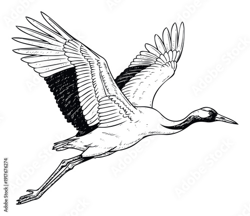 A majestic crane in graceful flight with expansive wings and extended legs, perfect for captivating nature themes, wildlife conservation initiatives, or elegant graphic design projects.