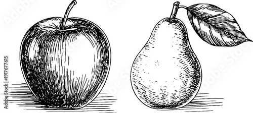 Vintage hand drawn whole apple and pear engravings for retro design