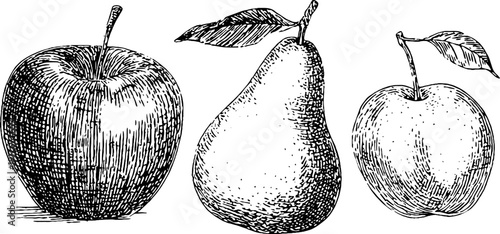 Vintage hand drawn engraving of whole apple and pear set for retro design