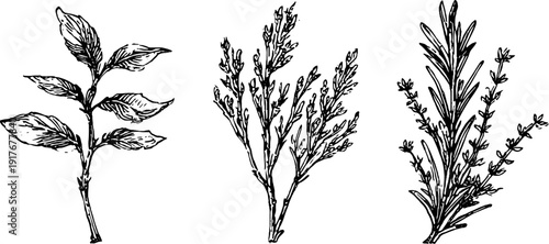 Botanical herb collection: basil and rosemary sprigs hand-drawn engravings for retro design