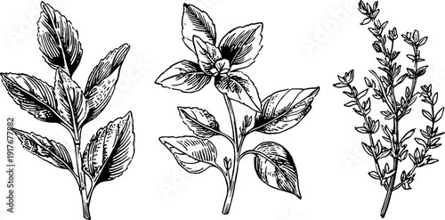 Herbal engraving set: basil and rosemary sprigs for culinary and design use