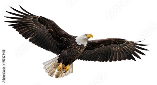 Tableau sur toile Isolated Bald Eagle in Flight, Wings Spread, Bird of Prey Soaring, Animal Wildli