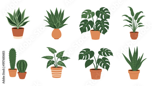 Diverse group of decorative indoor plants in terracotta pots brings life and color to any interior living space.