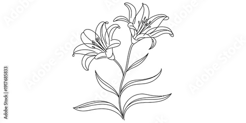 Black and white hand drawn sketch of two beautiful lily flowers on a single stem with long leaves.