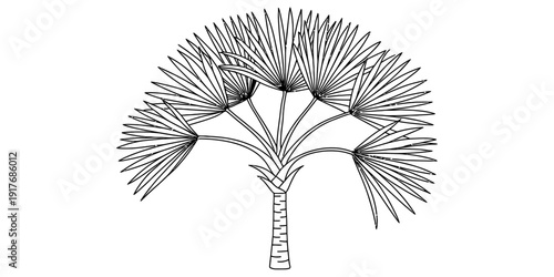 Hand-drawn illustration of a branched doum palm tree with fan-shaped fronds on white background