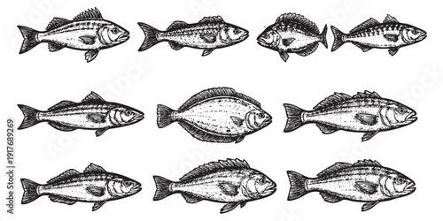 A collection of nine hand-drawn fish illustrations in a vintage, engraved style. Perfect for menus, nautical themes, educational materials, or unique graphic designs.