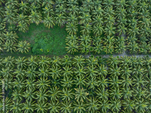 Top view of coconut trees field