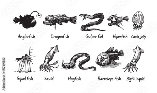 Artistic illustration of deep-sea creatures like anglerfish, dragonfish, squid. Ideal for educational, scientific, or creative projects requiring unique underwater themed visuals.