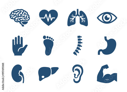 Human body parts illustrations featuring organs and limbs in a clean and simple design