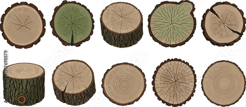 Tree stump cross sections with bark and rings wood
