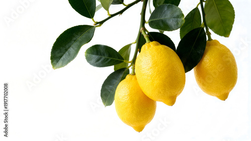 Branch of ripe yellow lemons with green leaves isolated on white