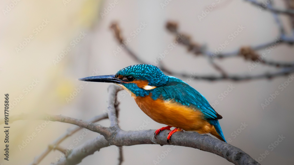 Obraz premium Vibrant Kingfisher Perched on a Branch in Warm Autumn Afternoon Light