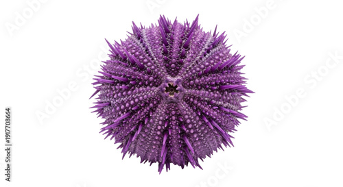 Isolated purple sea urchin with spines, a spiky echinoderm from the ocean floor