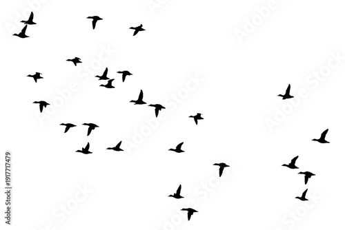 flock of duck birds on transparent or white background	