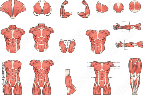 Human muscle anatomy front and back body parts detailed medical illustration set for fitness and education