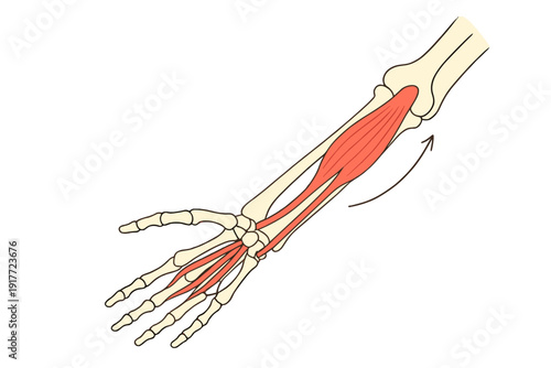 Anatomical illustration showing the bones and muscles of a human forearm and hand. A curved arrow indicates the direction of movement for extension or rotation of the wrist.