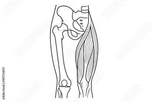 A black and white line drawing illustrating the human pelvis, hip joint, and thigh musculature. The diagram shows the skeletal structure on one side and muscles on the other.