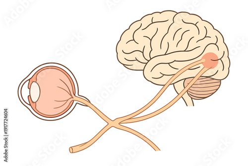 An anatomical illustration showing the connection between the human eye and the brain via the optic nerve. The diagram highlights the visual pathway and optic chiasm on a plain background.