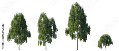 Canvastavla Weeping Birch Tree (Betula pendula 'Youngii', Silver Birch) Isolated PNG on a Tr