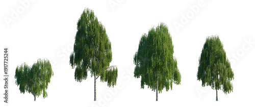 Fotografie Weeping Birch Tree (Betula pendula 'Youngii', Silver Birch) Isolated PNG on a Tr